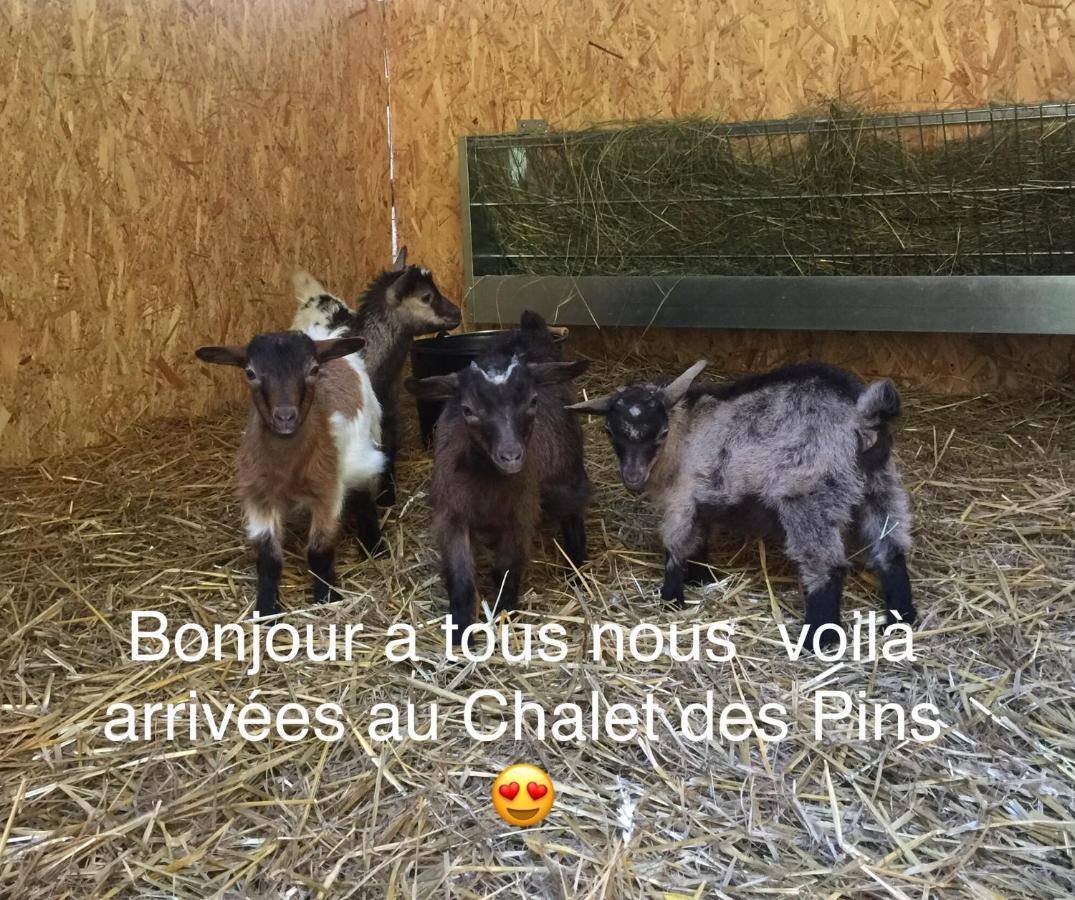 Roulottes Du Chalet Des Pins Rougeou Eksteriør bilde